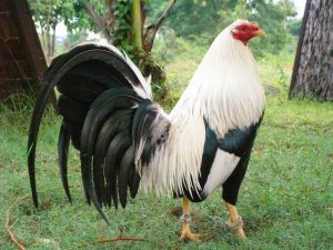 Tips Ampuh Agar Anak Ayam Tahan Penyakit