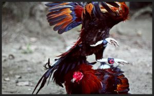 Teknik Blocking Ayam Pelung Yang Mujarab