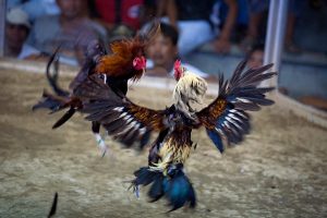Aspek Penentu Kemenangan Ayam Aduan