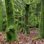 The many meanings of moss…